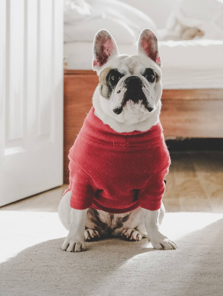 Photo of a dog
